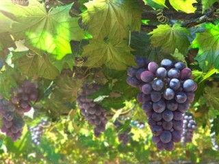 vinograd-rastet-ne-tolko-na-yuge
