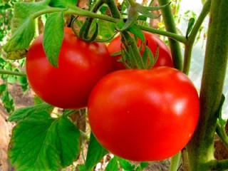 primenenie-preparata-epin-ekstra-na-rassadnom-tomate-v-usloviyakh-delty-volgi