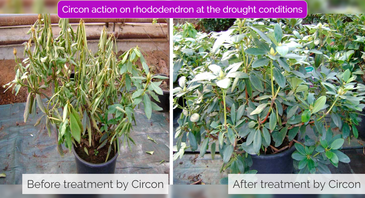 Circon action on rhododendron at the drought conditions
