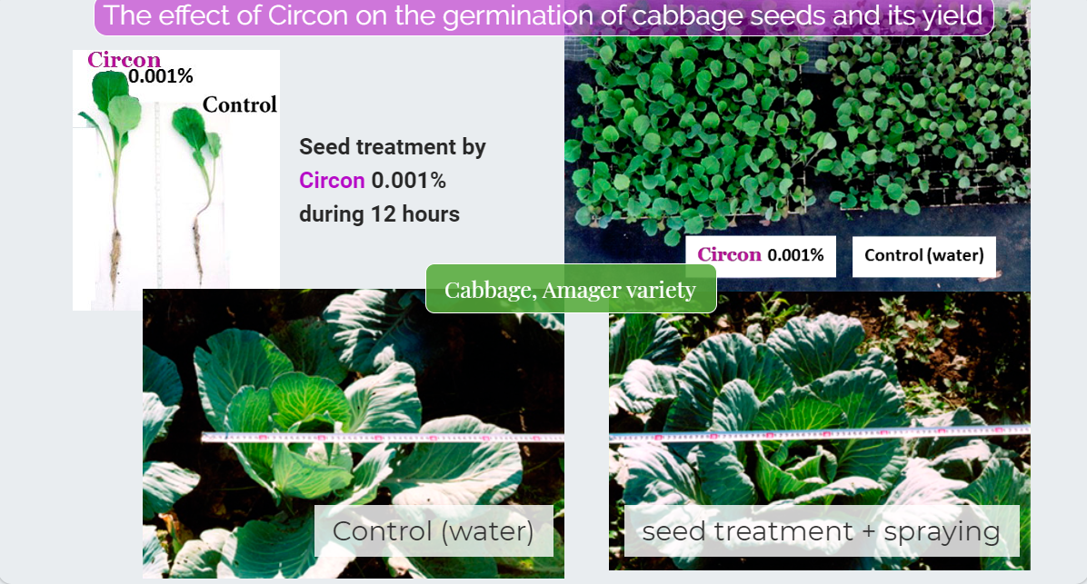 The effect of Circon on the germination of cabbage seeds and its yield