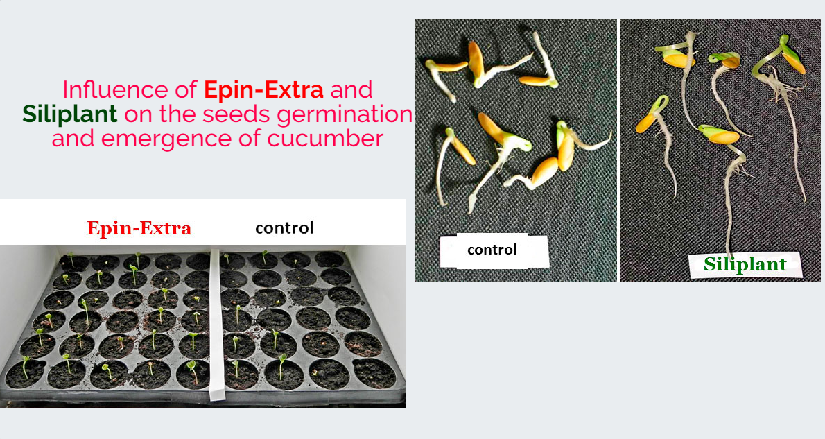 Influence of Epin-Extra and Siliplant on the seeds germination and emergence of cucumber
