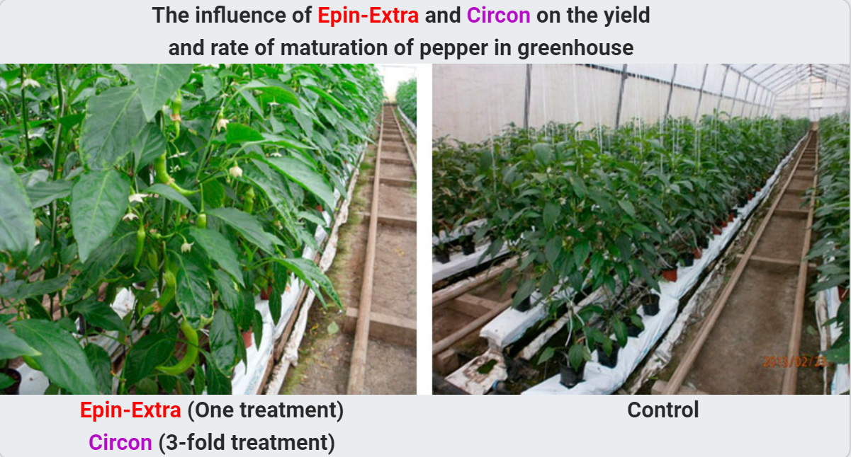 The influence of Epin-Extra and Circon on the yield and rate of maturation of pepper in greenhouse