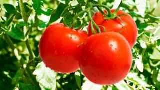otlichnye-tomaty-s-preparatami-nest-m