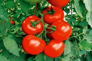 vliyanie-epina-ekstra-na-plodoobrazovanie-u-tomata