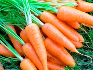 otsenka-dejstviya-preparatov-epin-ekstra-i-tsirkon-na-rost-i-produktivnost-morkovi