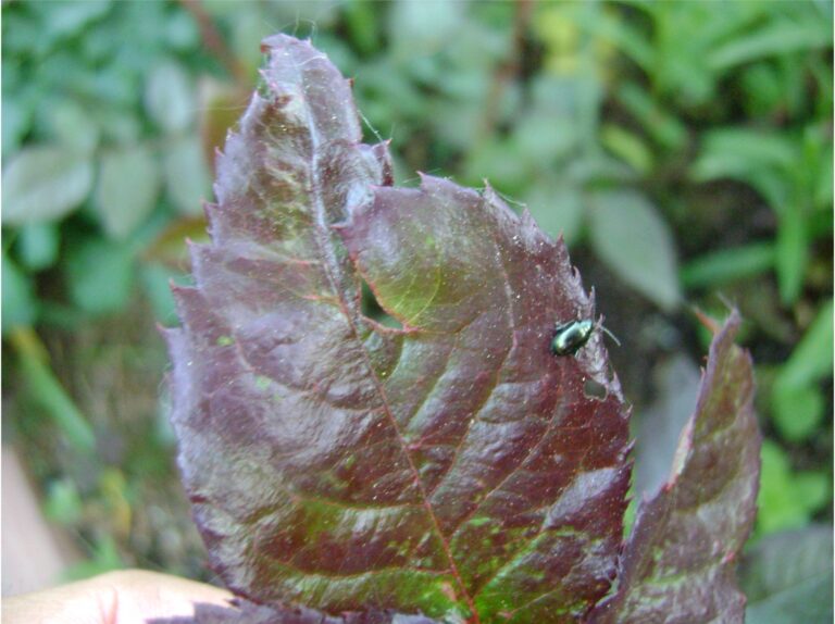 Листоед на розе