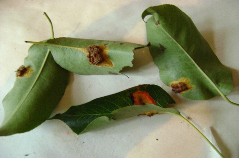 Ржавчинный гриб Gymnosporangium sabinae на груше