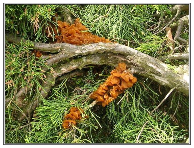 Ржавчинный гриб Gymnosporangium sabinae на можжевельнике казацком