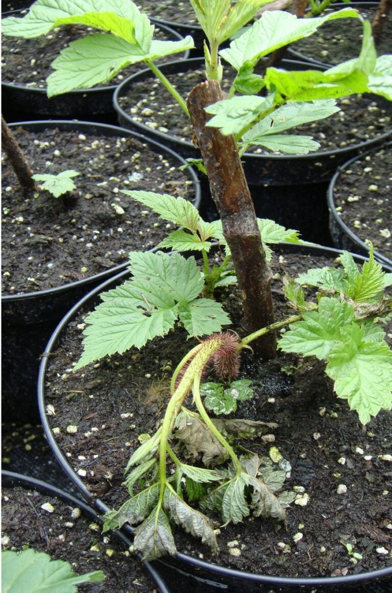 Стеклянница малинная – Bembecia hylaeiformis