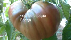 Отзыв ЛПХ